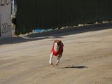 Golden Rabbit European Sandtrack-Derby Th. Ernst (132)